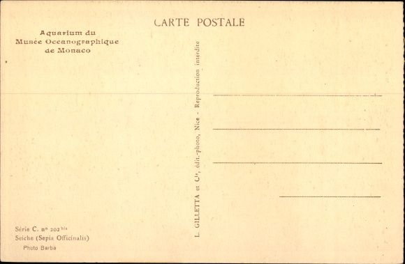 Postcard Monaco, Aquarium du Musee Oceanographique, Selche, Sepia Officinalis