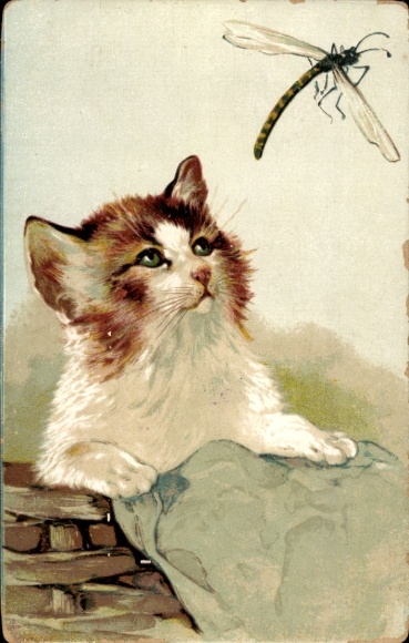 Postcard kitten watching a dragonfly