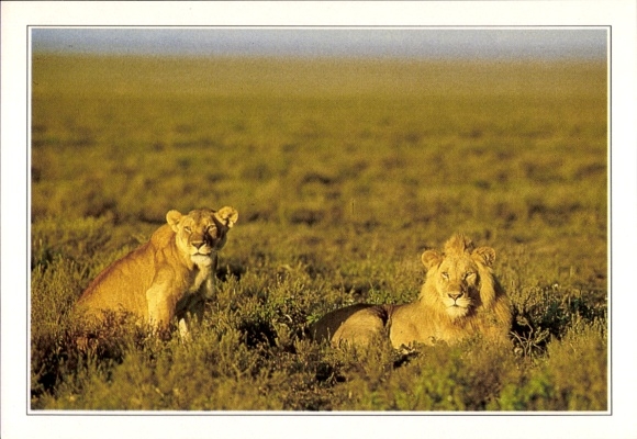 Ak Kenia, Afrikaanse dieren in het wild, leeuwen