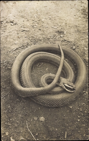 Photo Postcard snake