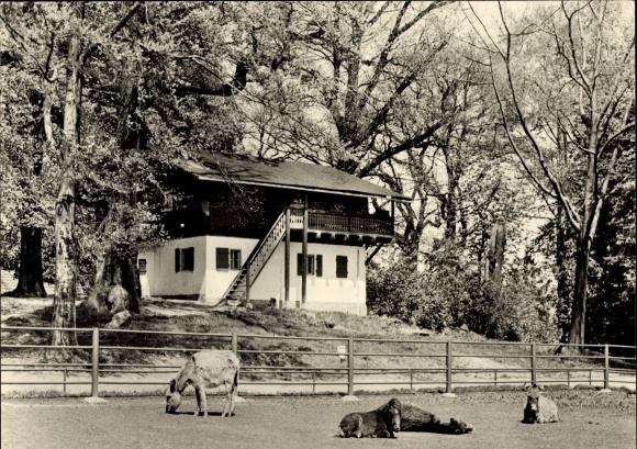 PC Hirschfeld in Saxony, zoo, donkey, pony