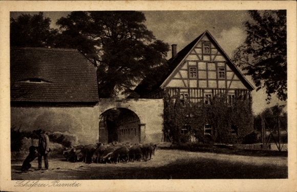 Ak Barnitz Krögis in Sachsen, Schaferei   Scheune, grasende Schafe, Landschaft
