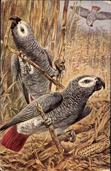Kunstenaar Ak papegaaien, vogels