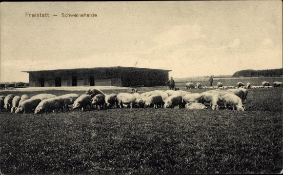Postcard Freistatt in Lower Saxony, herd of pigs