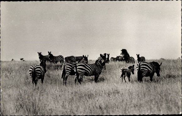 Postcard Afrika, Herd of Zebras, Zebras