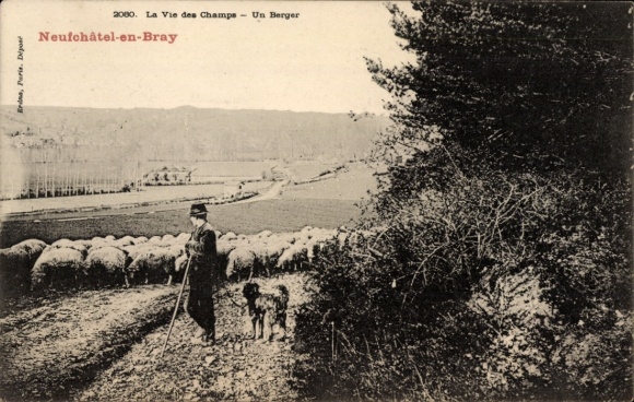 Ak Neufchâtel en Bray Seine Maritime, La Vie des Champs, Un berger