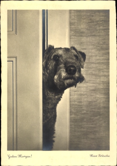 Postcard Terrier, Dog, portrait