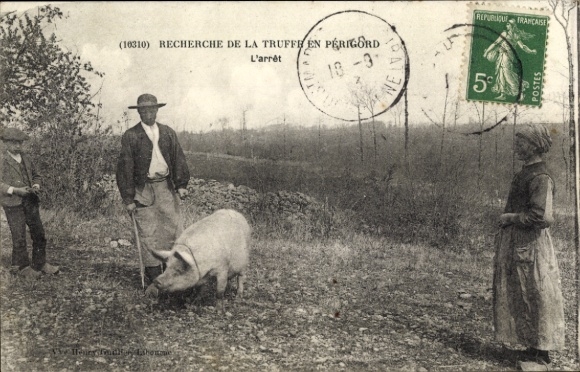 Postcard Beaumont du Perigord Dordogne, , Research of the truff and L'arret