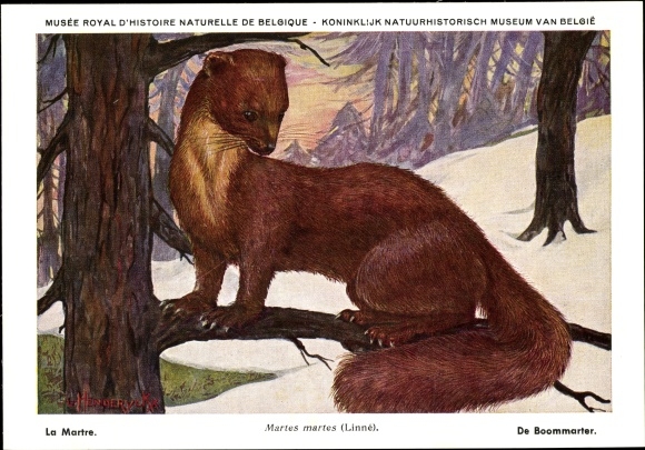 Artist PC Martes martes, pine marten, Musée Royal D&#39;Histoire Naturelle de Belgique