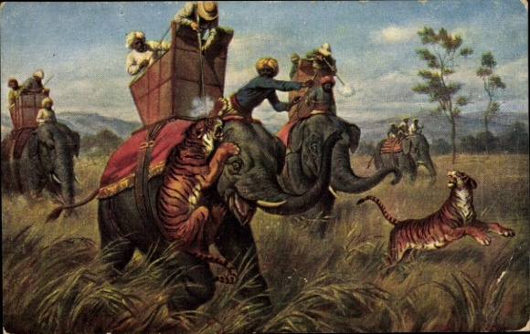 Postcard Tigers attack elephants, hunting