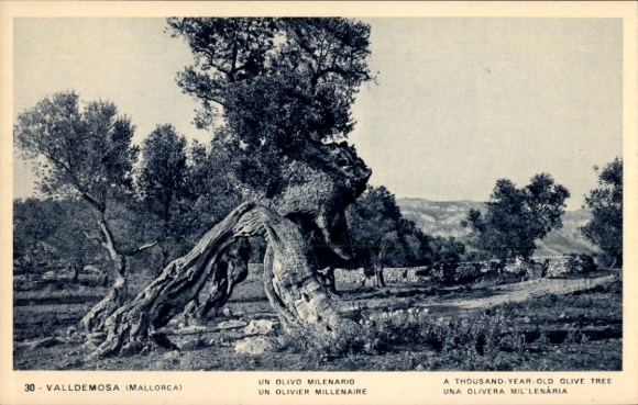 Ansichtkaart Valldemosa Mallorca Balearen, olijfboom, eeuwenoud, landschap, zwart-wit