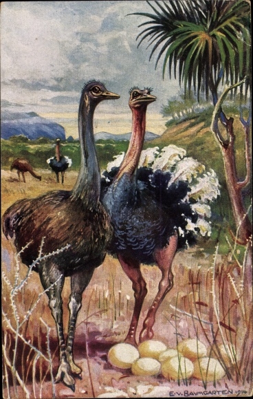 Artist Postcard von Baumgarten, E., ostriches in South West Africa, ostrich eggs, German colonial areas