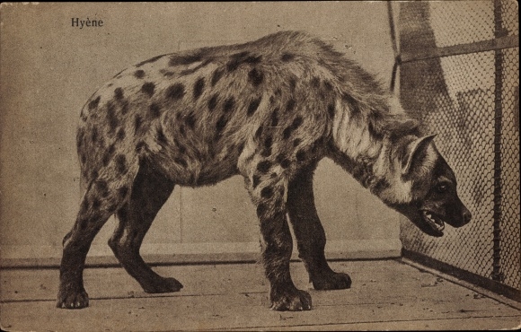 Postcard hyena, predator, enclosure