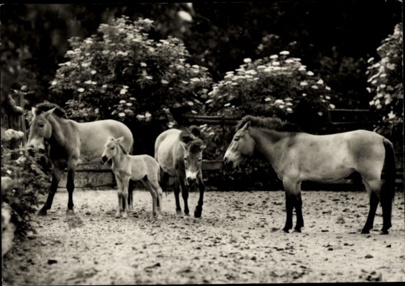 Postcard Berlin Lichtenberg Friedrichsfelde, Tierpark Berlin, Przewalski's wild horses, family group, Sc