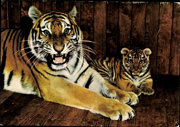 Leipzig Zoo, Siberian tiger with cub