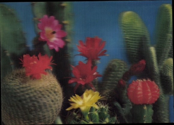 3 D Postcard Cactus, cacti, flowers