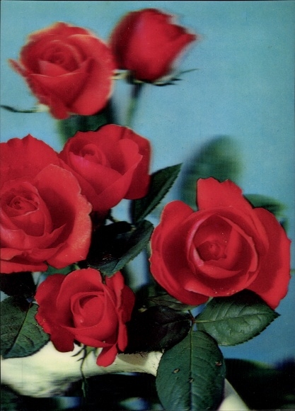 3D Postcard Red roses, blossoms