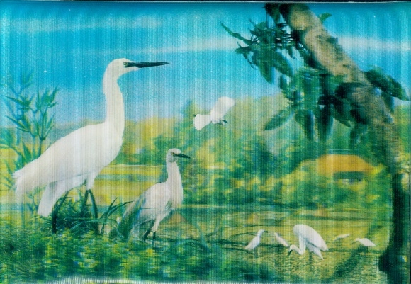 3D Postcard White Heron