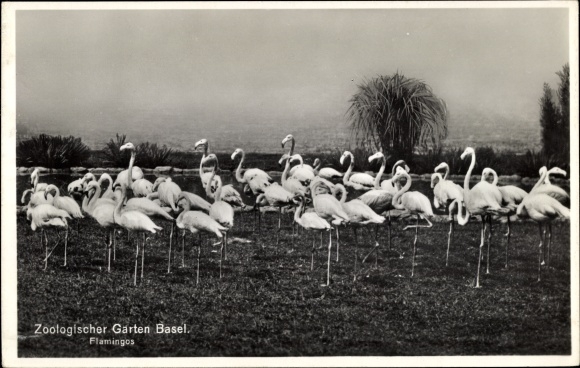 Postcard Basel Bâle Stadt Schweiz, Zoological Garden, Flamingos