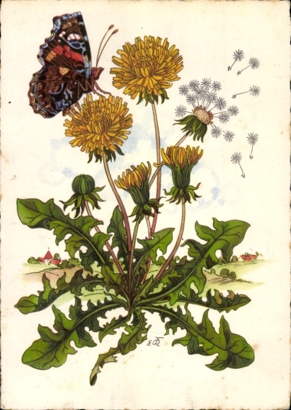 Artyści KP Kallista, Edi, Dandelion