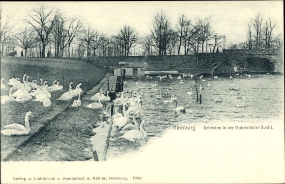 Postcard Hamburg Nord Hohenfelde, Swans in the Hohenfelder Bay