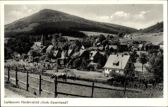 PC Niedersfeld Winterberg in the Hochsauerland district, view of the town, cows in the pasture