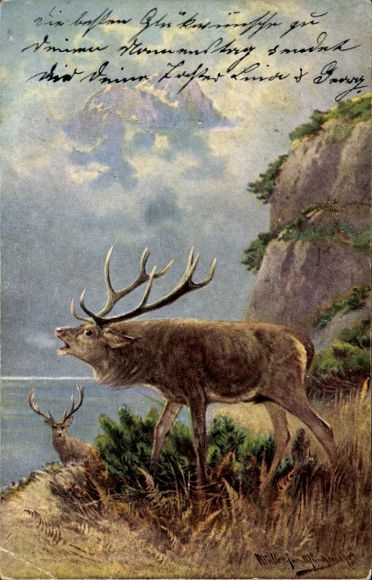 Artist Postcard Müller jun., Roaring Stag