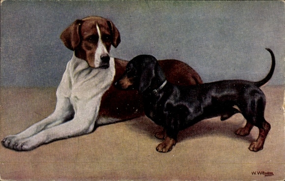 Postcard Two dogs, dachshund