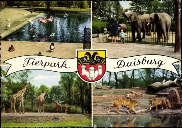 Postcard Duisburg in the Ruhr area, zoo, flamingos, elephants, tigers, giraffes
