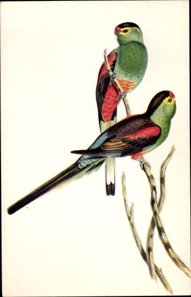 Artist Postcard Gould, J., Psephotus pulcherrimus, Parakeets