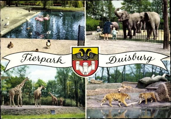Postcard Duisburg in the Ruhr area, zoo, flamingos, elephants, tigers, giraffes