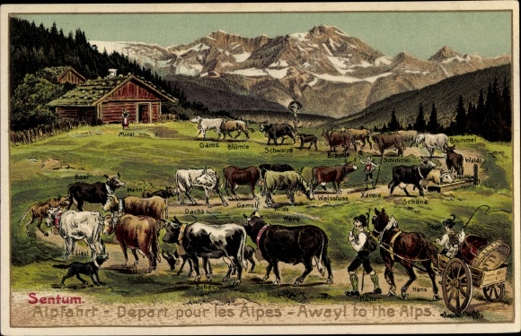 Embossed PC Switzerland, Alpfahrt, Départ pour les Alpes, cows