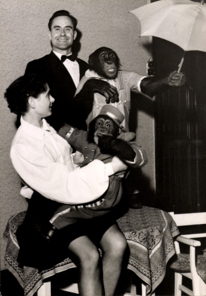 Photo Agency Figini, chimpanzees