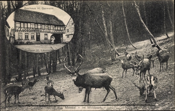 Postcard Messel in Hesse, inn H. Germann, owner H. Laumann, deer in the wildlife park