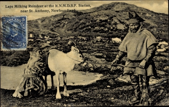 KP St. Anthony Nowa Fundlandia Nowa Fundlandia Kanada, Laps Milking Reindeer na stacji RNMDSF