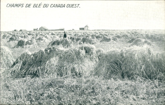 KP Canada West, pola pszenicy