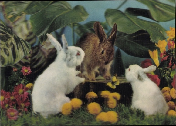 3-D Postcard Three rabbits, Drei Hasen, Albinos