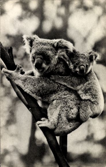 Postcard Paris, Femelle koala et son petit, Koala bears