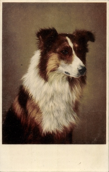 KP portret psa, portret zwierzęcia