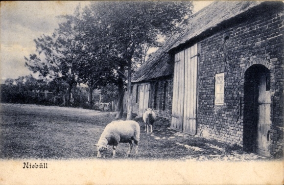Postcard Niebüll in North Frisia, farm, sheep