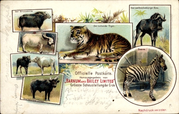 Litho Zirkus Barnum and Bailey, Der ruhende Tiger, Zebra, Gnu, Büffel, Zebu
