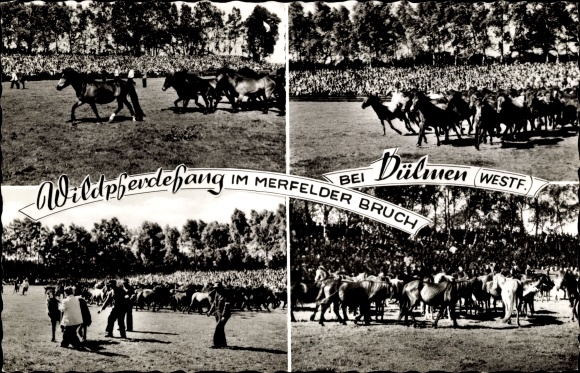 KP Dülmen w Münsterland, chwytanie dzikich koni w Merfelder Bruch