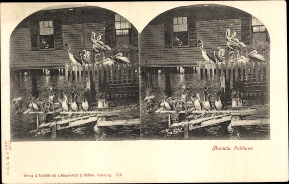 Stereo Postcard Florida USA, Pelicans