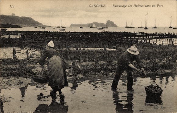 CPA Cancale Ille en Vilaine, Ramassage des Huitres in een park
