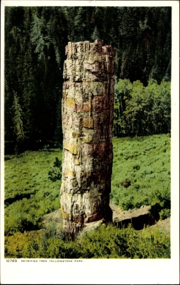 Ak Wyoming USA, Yellowstone National Park, versteende boom
