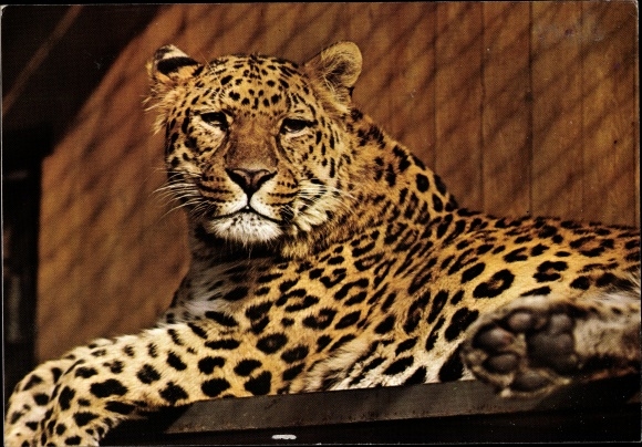 Postcard Stuttgart Cannstatt, Leopard on a tree trunk, Wilhelma