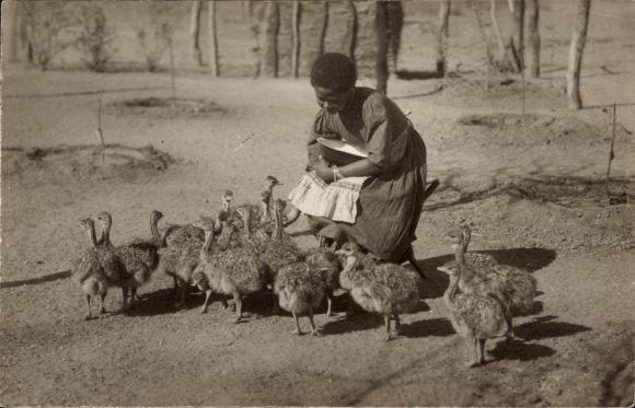 Postcard Windhoek Windhuk Namibia German South West Africa, African girl with young ostriches
