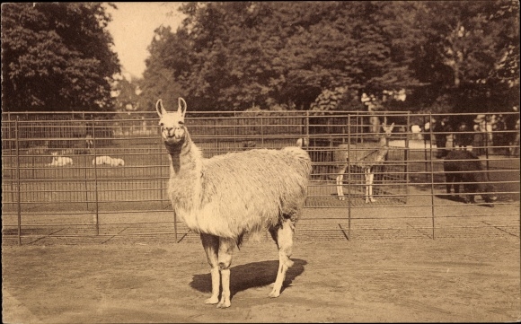 Postcard Anvers Antwerp Flandern, Jardin Zoologique, Zoo, Lamagehege