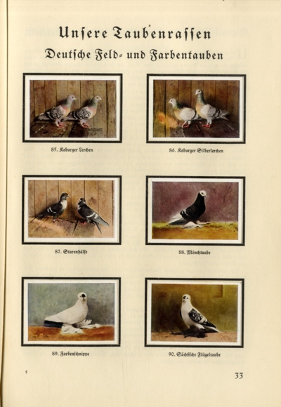 The small animal breeder (Hans vd Nordmark) collecting picture album Muskator, Bergische Kraftfutter-Werke 1