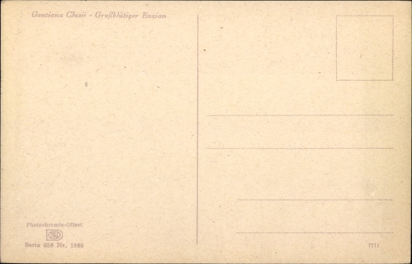 Postcard Large-flowered gentian, flower blossoms